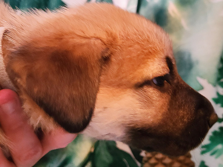 chinook puppy